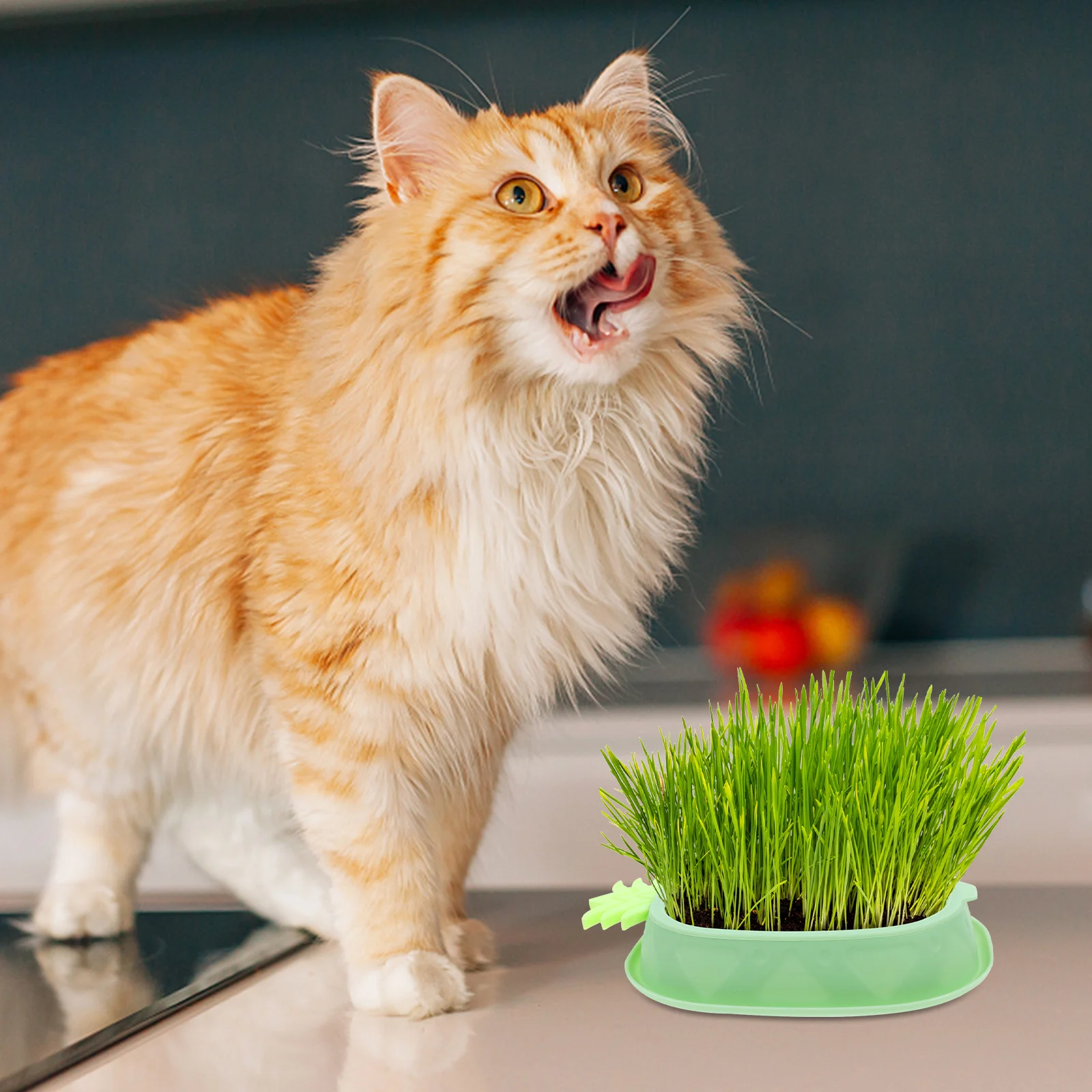 

Hydroponic Cat Grass Box  Water Convenient Planter for Pet Planting Container Indoor Pot Miss
