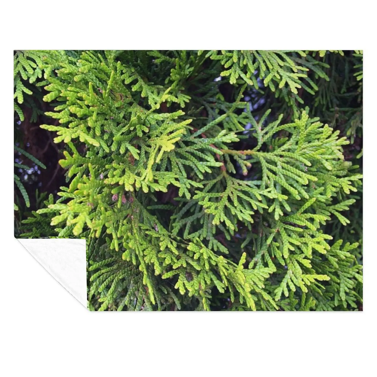 

Cedar Throw Blanket Heavy Blankets For Bed Luxury St Blankets