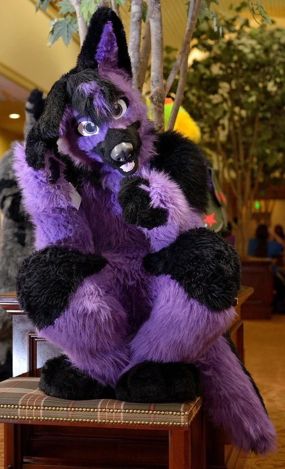 Purple Black Fox Hu…