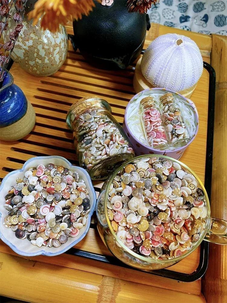 Ultra-small and Ultra-bright Rainbow Shell Conch Collection Specimen