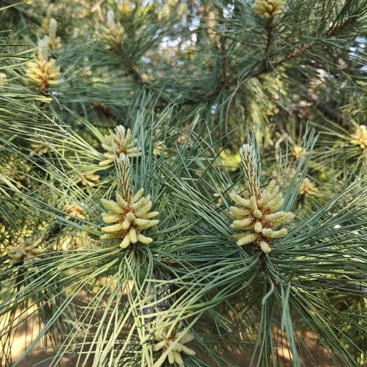 Hochwertiges Kiefernpollen- und Kiefernnadel-Pulver DIY-Rohmaterial Aroma-Gewürzmischung Bastelzubehör – Detail 1