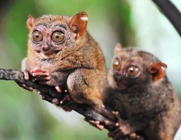 รอกอัตโนมัติแบบมอเตอร์คู่ RC พร้อมตัวควบคุมและตัวรับสัญญาณ  วัสดุโลหะ เหมาะสำหรับรถบังคับวิทยุแบบ Crawler รุ่น Axial SCX10 90046 Traxxas TRX4 TRX6