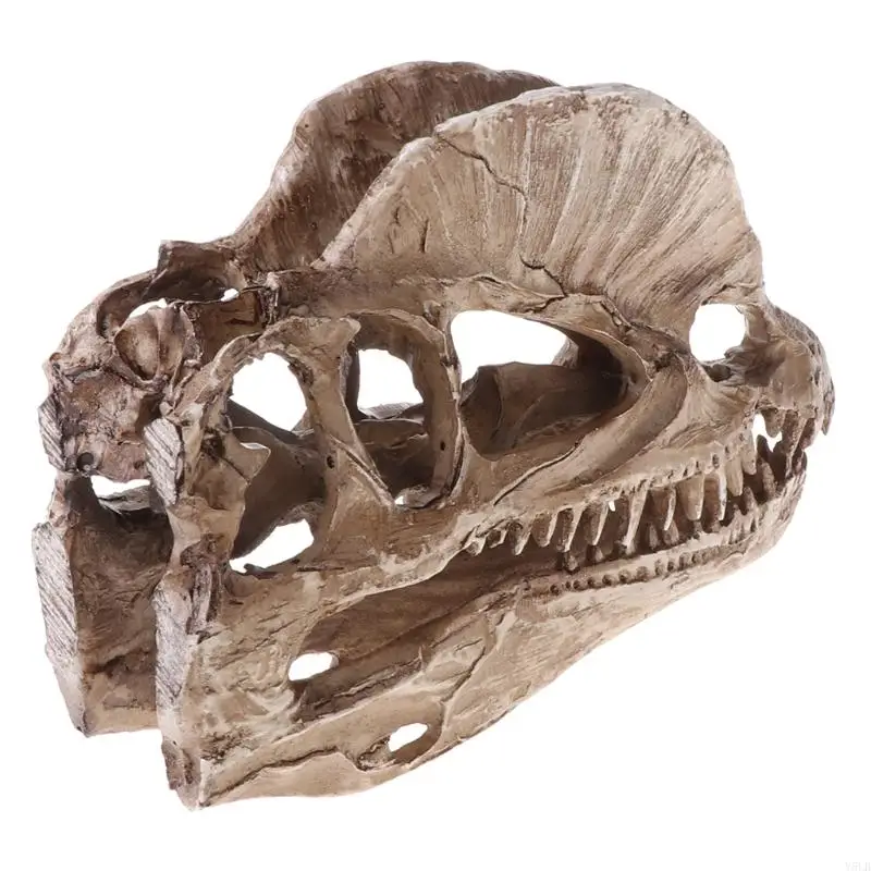 Y5LB dilophosaurus Dinosaur cranio in resina artigianato per scheletro fossile Modello insegnamento