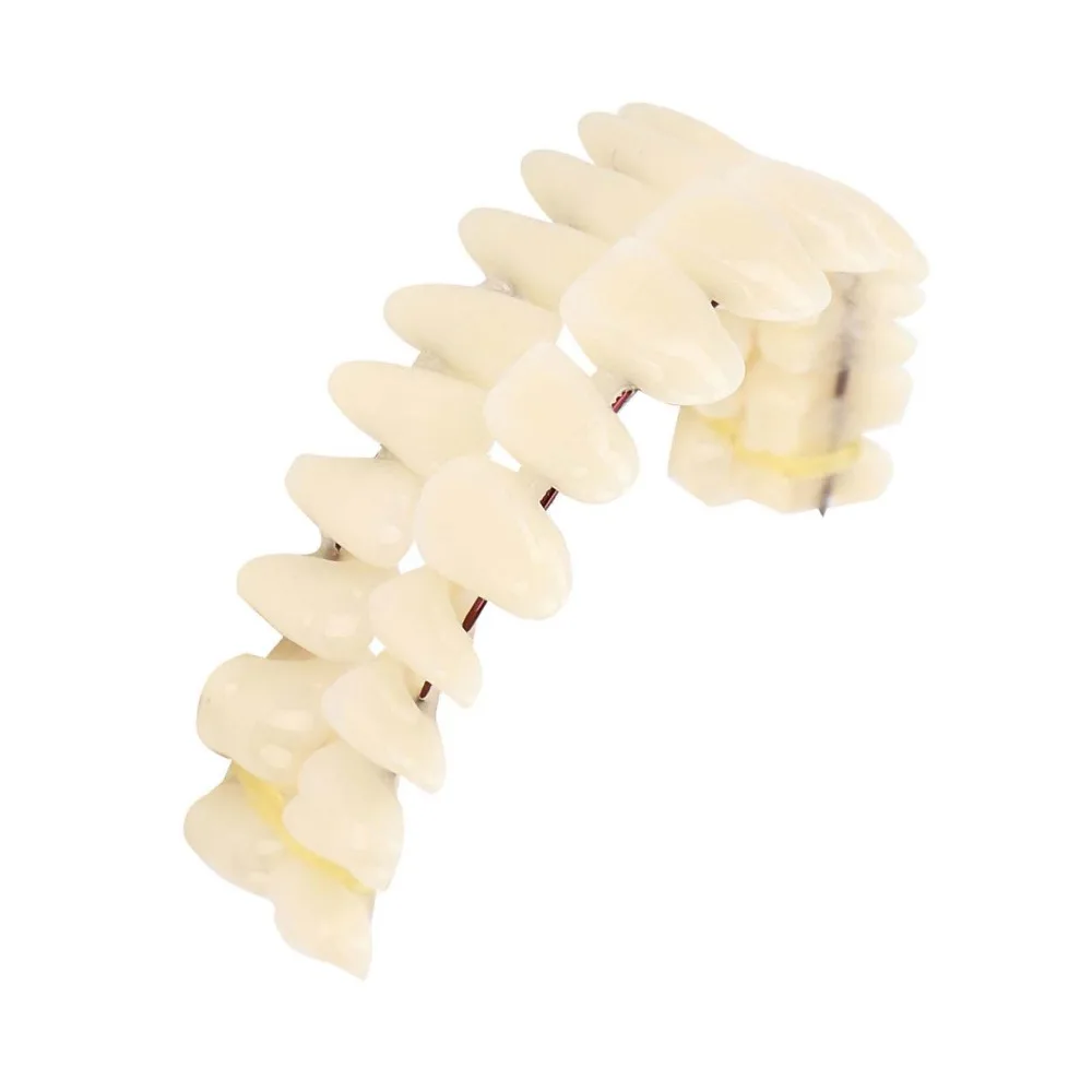 1Pair Resin Dental Teeth Teaching Model Removable Dental Supply Resin Denture Teeth Set Teaching DIY False Teeth Dental Lab Use