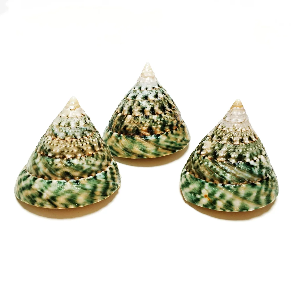 3 PCS Pyramid Top Shells, Green Top Snail Natural Tectus Pyramis Sea Shells Specimen Collectibles Fish Tank Aquarium Landscape