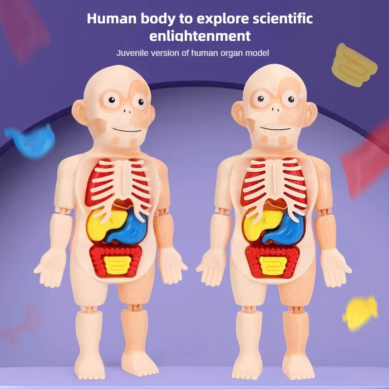 Children's Educational Human Organs Model Ornaments DIY Assembled Medical Early Education Cognitive Science Toys Jigsaw Puzzle