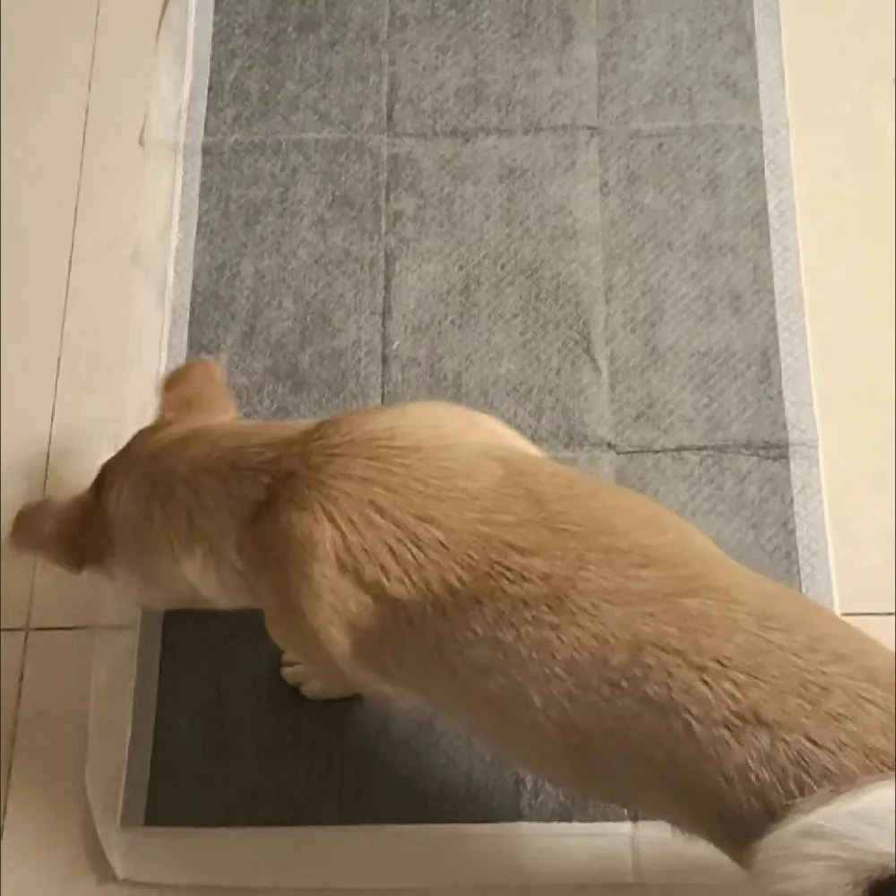 S/M/L/XL الخيزران الفحم الحيوانات الأليفة وسادة سوبر ماصة المتاح مزيل العرق حفاضات الحصير رمادي سميكة الكلب التدريب تبول الوسادة القط #3