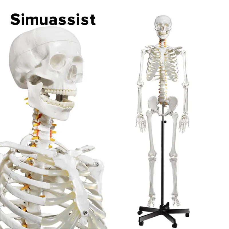 

Human Skeleton 170cm Anatomy Model Life Size PVC Material White Bone Include Nerve Roots Skeletal System Medical Science