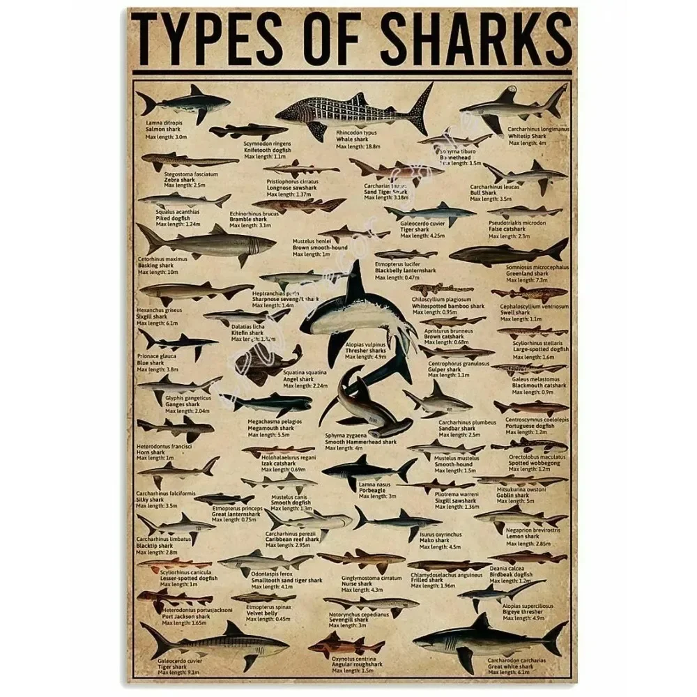 All Types of Shark Poster Notice for Diver for Decor Bathroom Gift for Diver Signs Vintage Road Signs High Way Metal Tin Sign