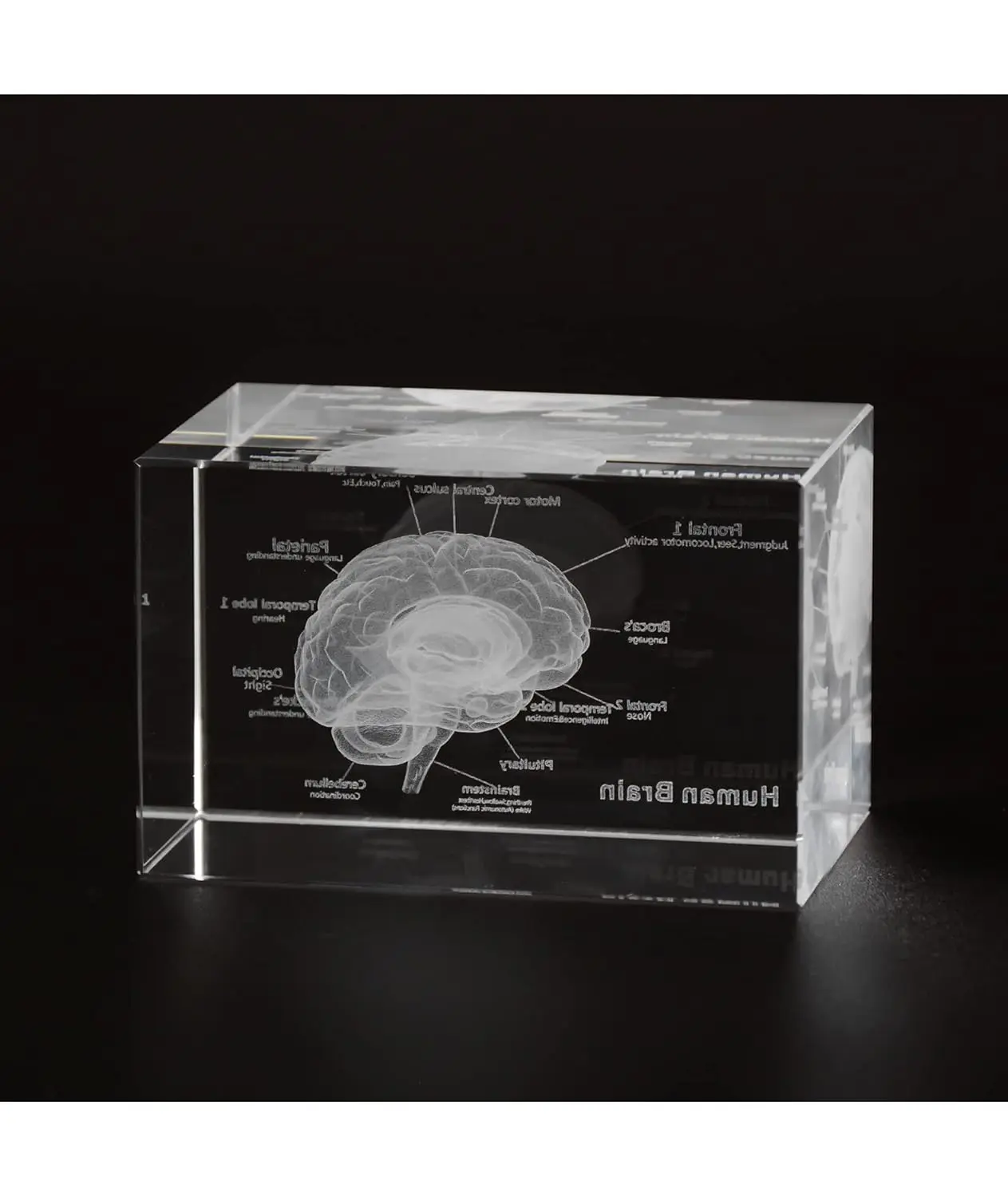 Ultrassist 3D Human Brain Crystal Model Laser Etched Anatomical Model Structure Labeled for Neurology Home & Office Decoration