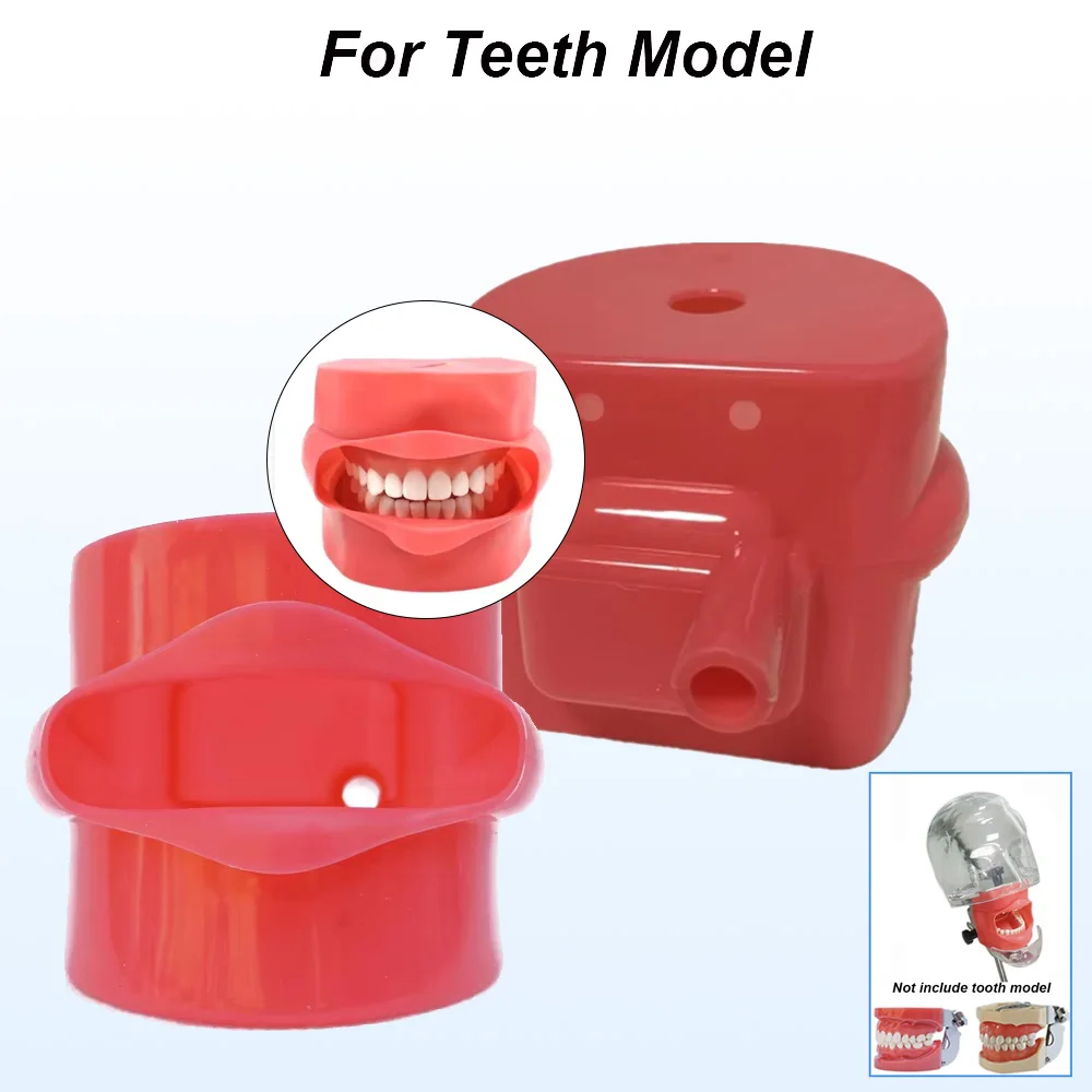 Dental Training Phantom Head Model with Silicone Facial Mask and Teeth Model for Dental Students Teaching Practice