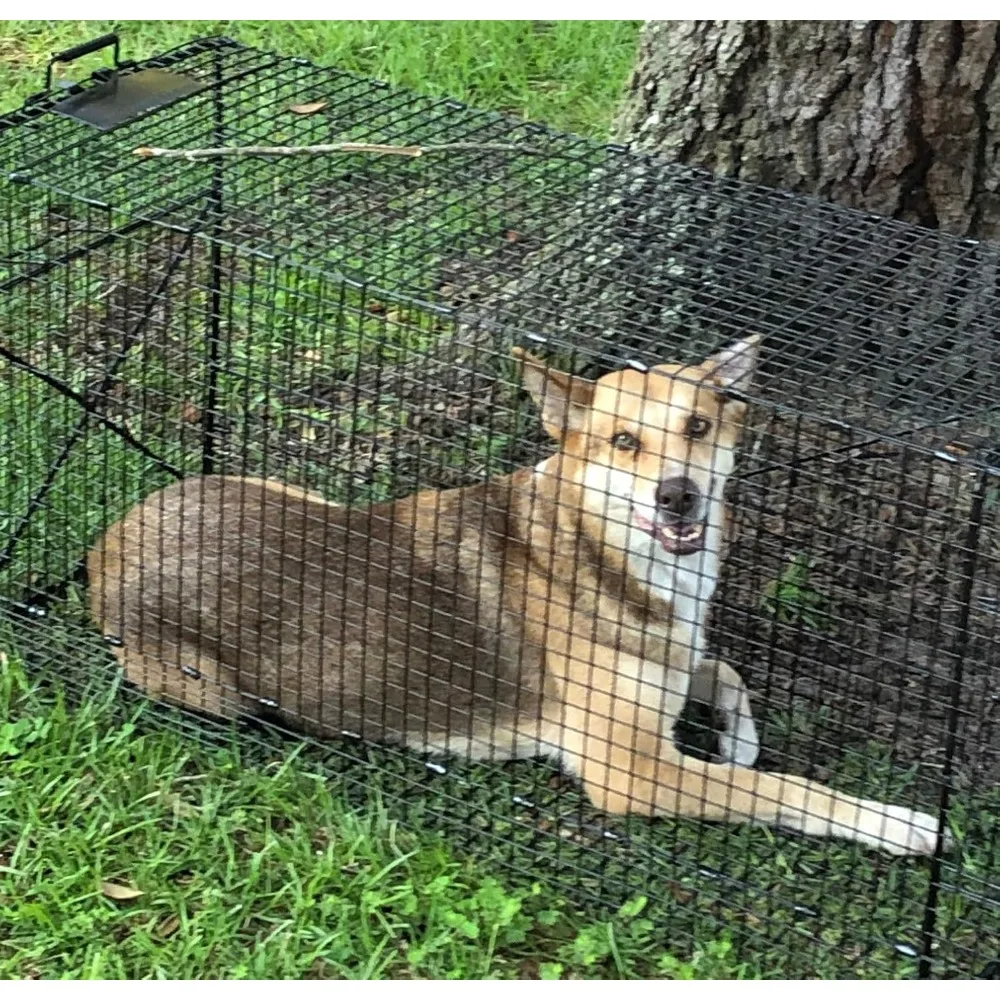 مصيدة حيوانات بشرية قابلة للطي مقاس 50 بوصة - مصائد آمنة لجميع الحيوانات - الكلاب، الراكون، القطط، القهوة الأرضية، Opossums، ذئب البراري