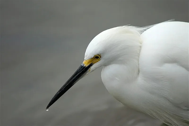 

SKYZONE SKY04O Pro FPV Goggles - OLED 1280x720, 5.8G 48CH SteadyView RX, DVR/Head Tracker