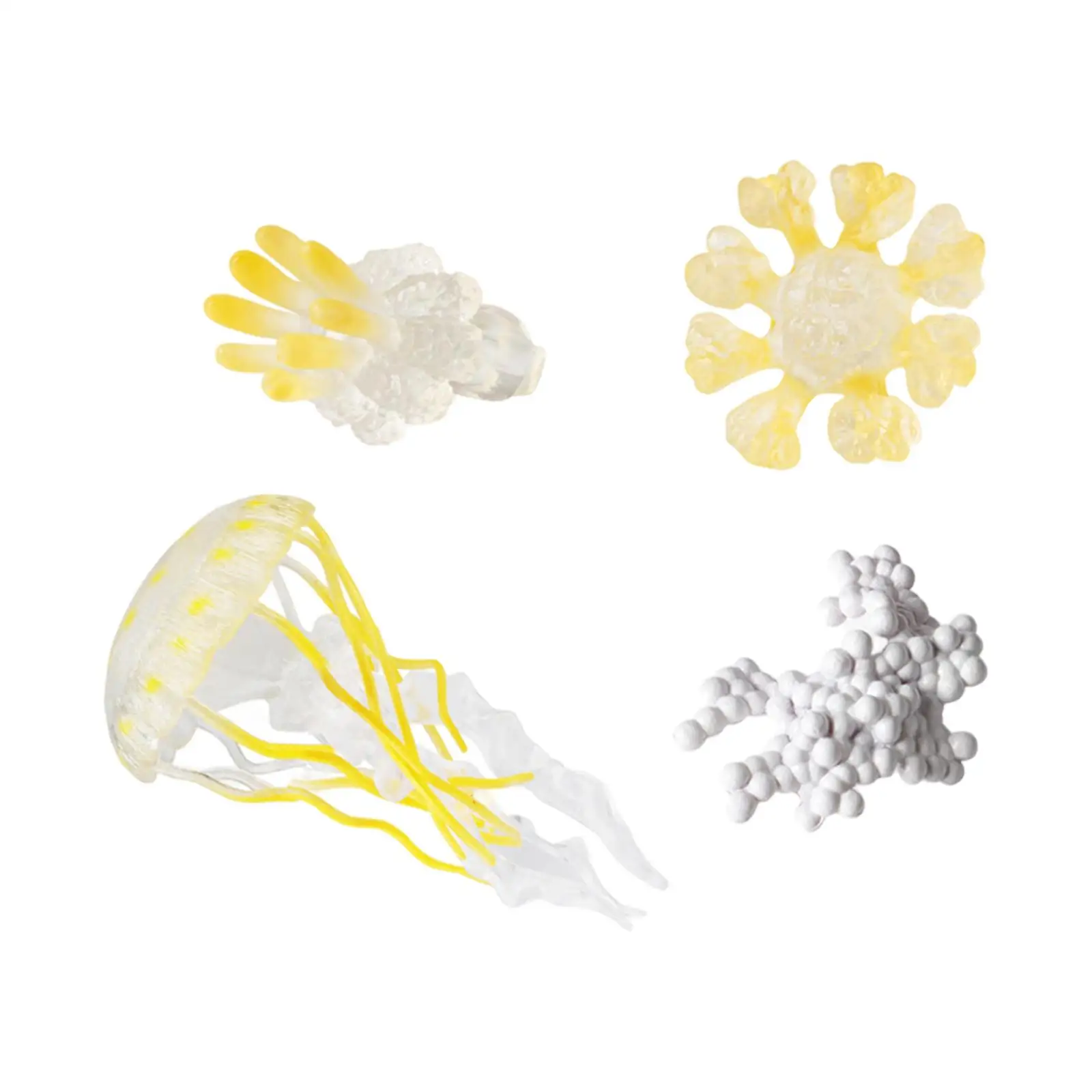 Jellyfish Egg to Adult Model Educational Toy Animal Growth Observation Set for Kids Learning Play