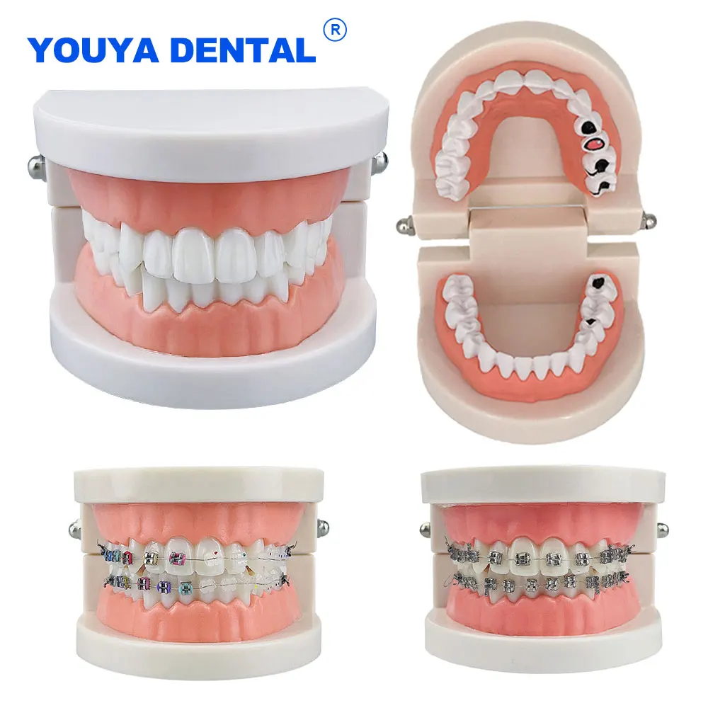 Dental Adult Standard Teeth Model Typodont Metal / Ceramic Brackets For Dentistry Demonstration Denture Model Studying Teaching