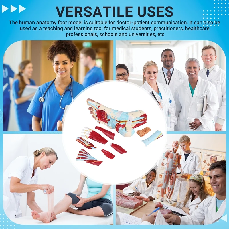 Foot Anatomy Model 9 Parts, Foot Joints, Including Bone, Muscles, Ligaments, Nerves And Blood Vessels Of The Human Foot