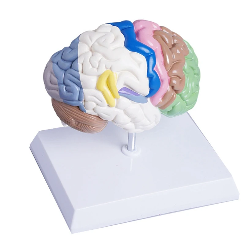 

Human Half Brain Anatomy Model Life Size Anatomical,Brain Model Tool Teaching Use,Cerebral Artery Model