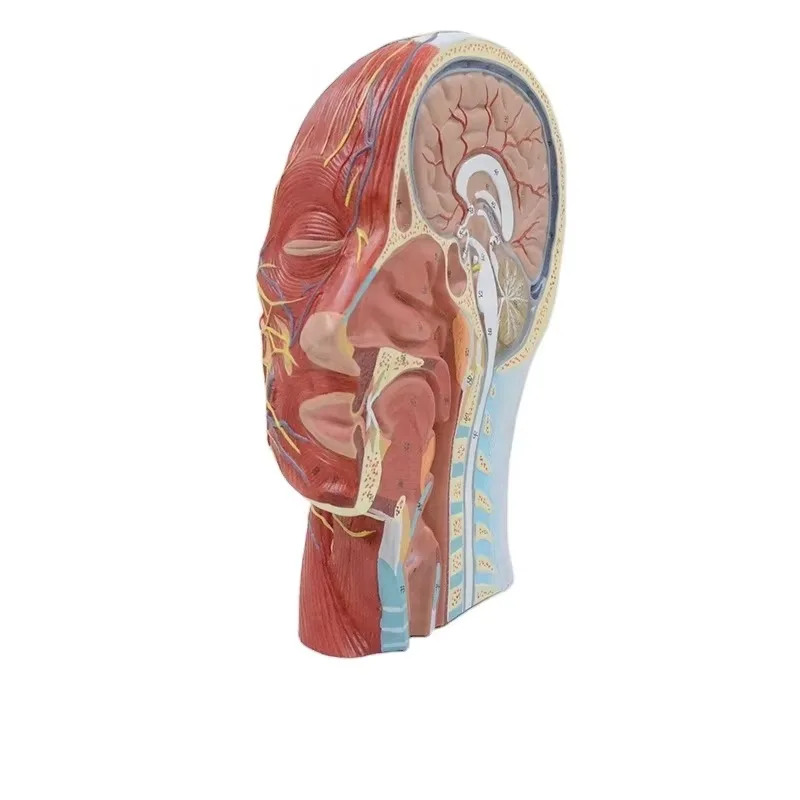 

Human Head Anatomy Model Brain Anatomy Medical