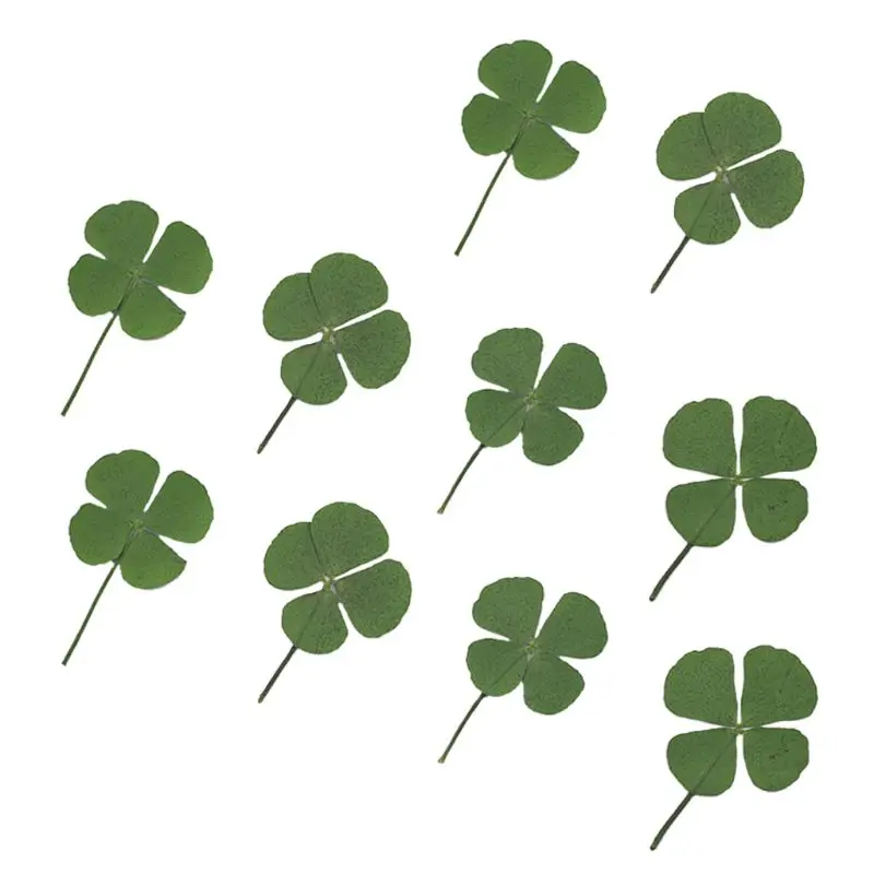 10 Pcs Real Dried Pressed 4-leaf Clover for Resin Casting Resin Jewelry Making