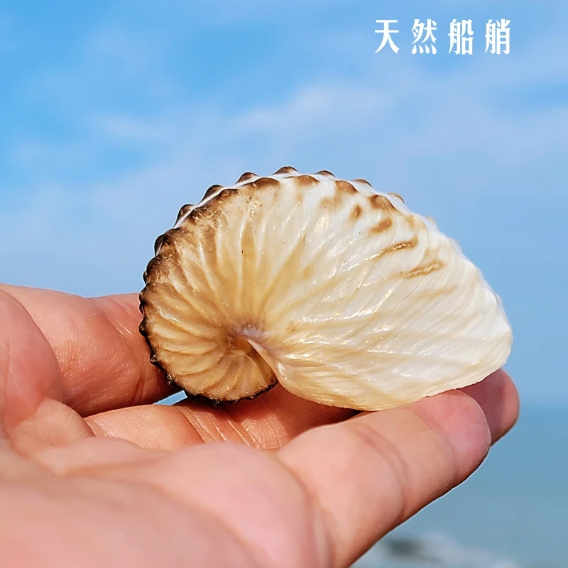 Argonauta argo Linnaeus Natural Conch Shell Rare Starfish Specimens Fish Tank Landscape Decoration Home Collection Ornaments