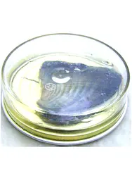 Qingmos One Can of Wish Pearl Oyster with natural real rice freshwater pearl inside los525 wholesale/retail