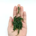 20pcs  YD01 molv