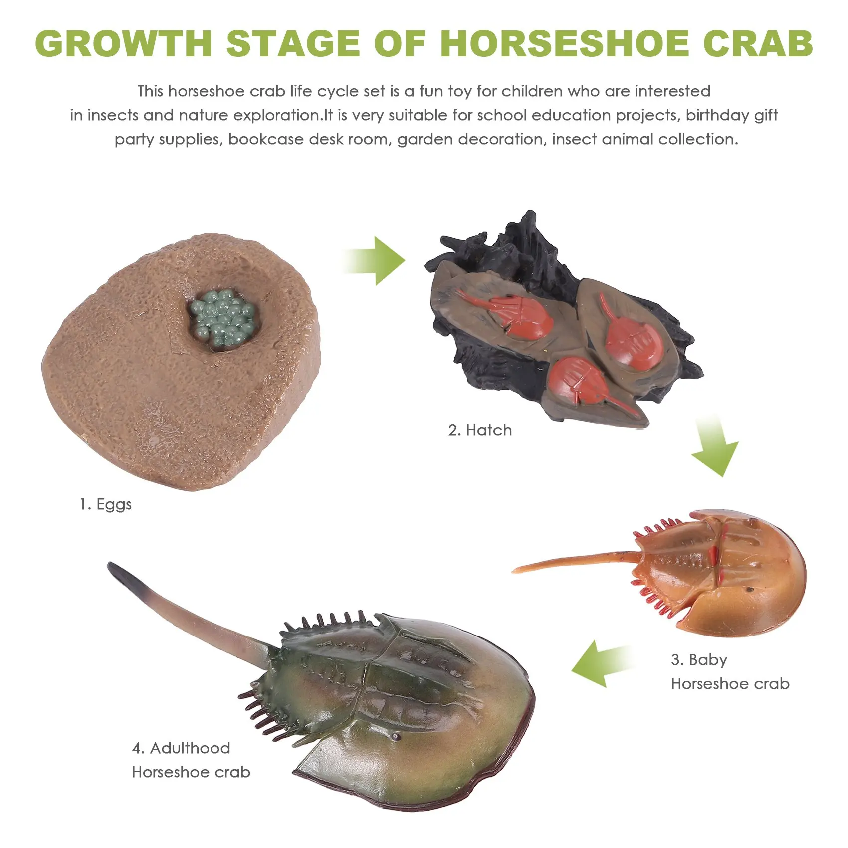 Simulazione Modello di ciclo di crescita dei granchi a ferro di cavallo, Modello di action figure del ciclo di vita degli insetti Modello di cognizione della vita Ornamenti