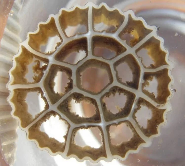 معالجة مياه الصرف الصحي MBBR Bio Filter Media Biofilm الناقل K1 K2 K3 تربية الأحياء المائية K3 Mbbr Media لمحطة معالجة مياه الصرف الصحي Mb