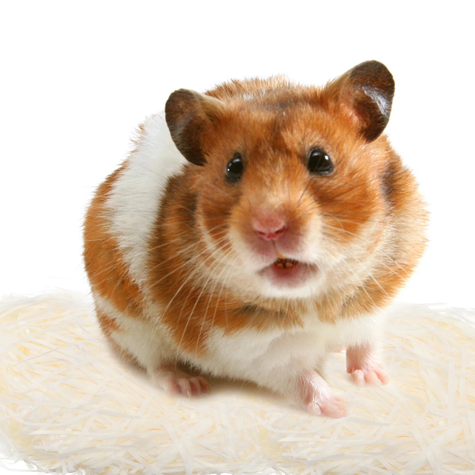 

2 Bags Hamster Paper Scrap Pet Bedding Absorbent Comfortable Nesting Material Suitable for Rabbit Guinea Pig Chinchilla Small