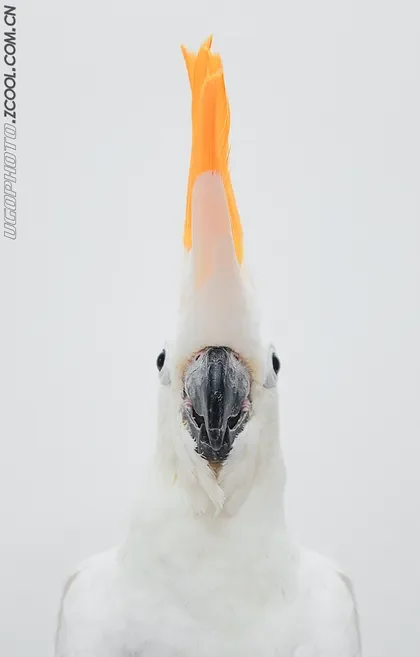 

004E 1/14 масштаб 4WD бесщеточный RC гусеничный грузовик 2,4G скалолазание внедорожник для взрослых детей мальчиков Trail