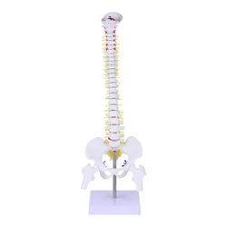 Modello della colonna vertebrale manichino per addestramento medico anatomia del coccige controsso in Pvc