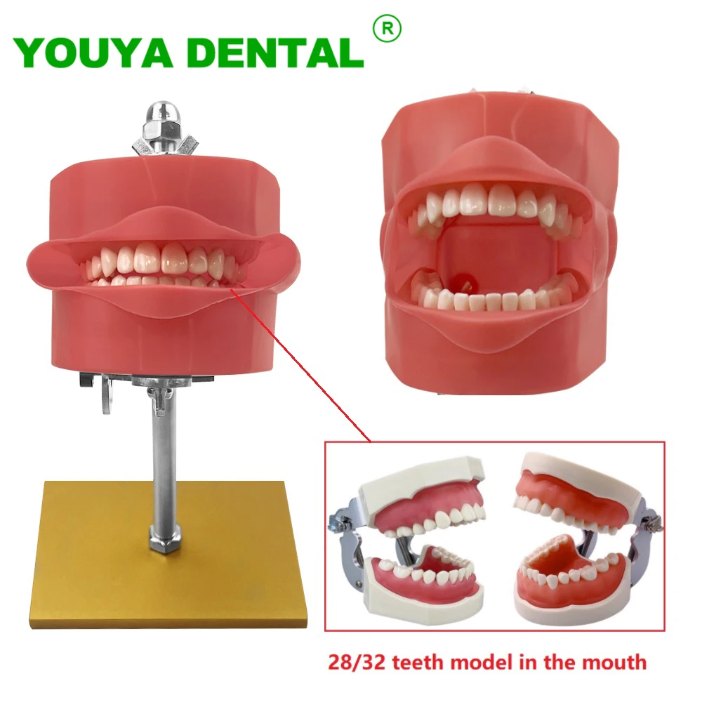 Dental Simulator Head Model With 28/32 Replacement Teeth Standard Typodont Dentistry Teaching Study Practice Phantom Equipment