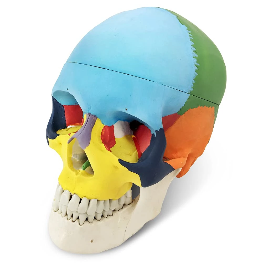 Painted Human Skull Model, Life Size Replica Anatomy Adult Model with Removable Skull Cap and Articulated Mandible