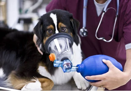 

2025 Customization Veterinary Instrument Animal Anesthesia Mask Vet Oxygen Mask Pvc Mask For Pet