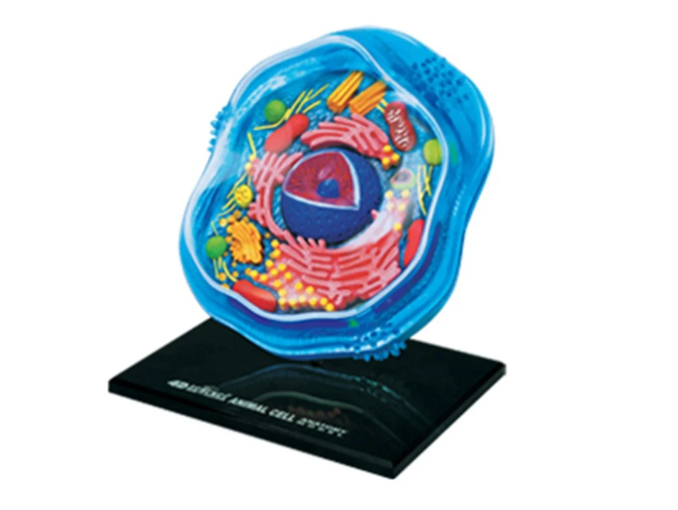 Biological Animal Cell Organ Anatomy Medical Teaching Model