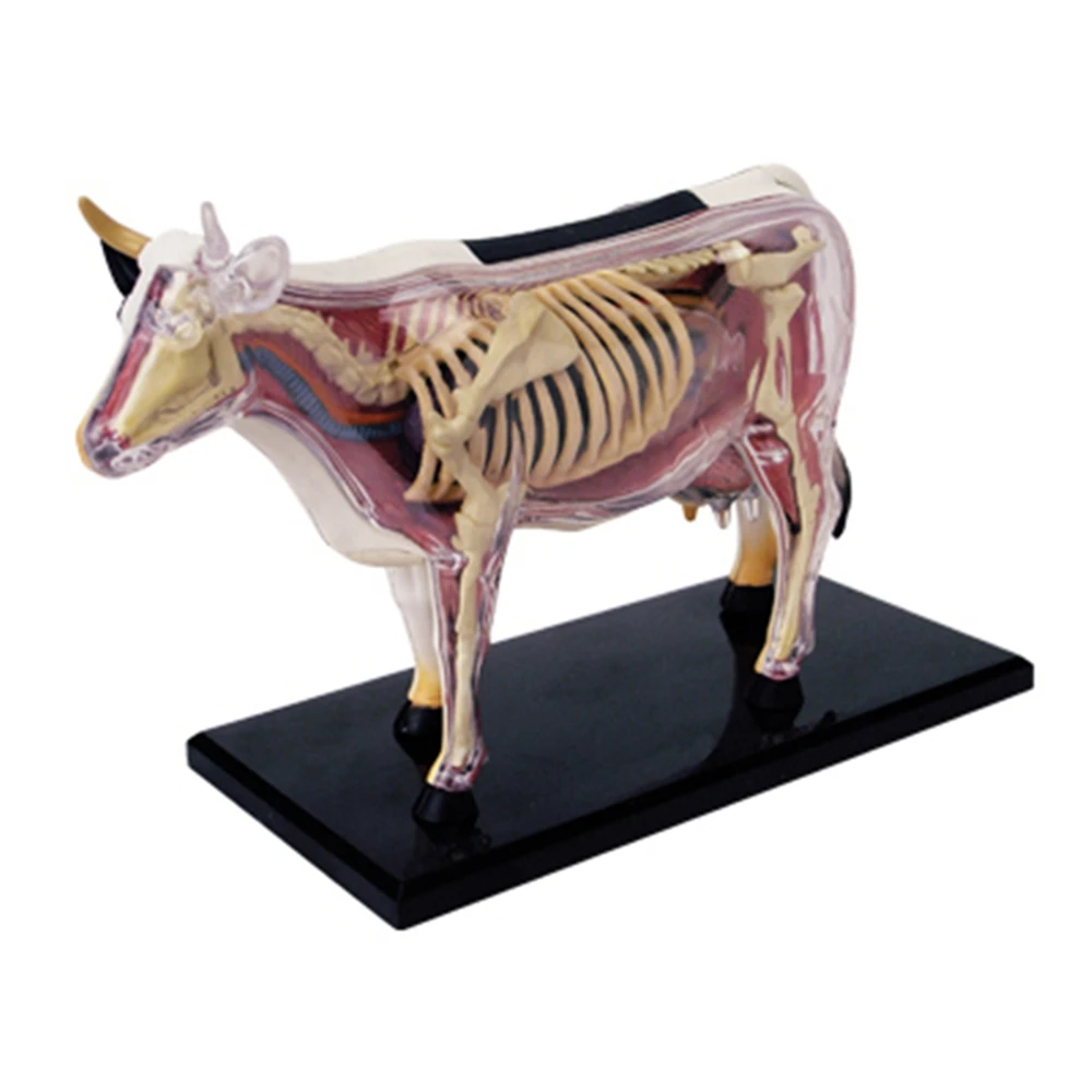 Anatomy teaching modelAnimal Organ Anatomy Model 4D Cow Intelligence Assembling Toy Teaching Anatomy Model DIY Appliances
