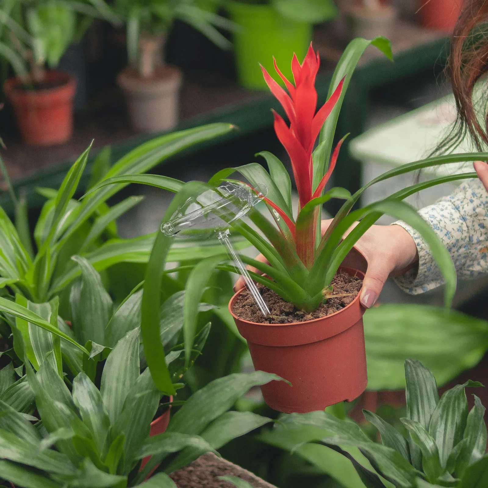 

Self-Watering Glass Globes Automatic Plant Waterer for Potted Plants Bonsai Garden Irrigation Device Long Moisture