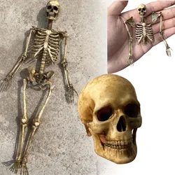 1/12 Scale Human Beings Skeleton PVC Model for 12