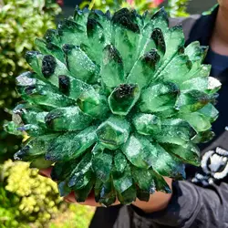 Pretty Green PHANTOM Crystal Cluster Rough Splicing Mineral Specimen