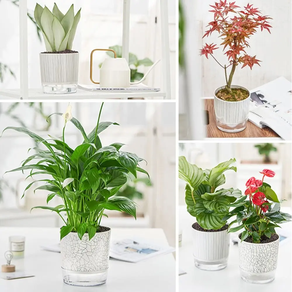 

Transparent Self-watering Plants Pot Green Plants Home Bonsai Decor Succulent Planter With Water Container Lazy Flower Pot