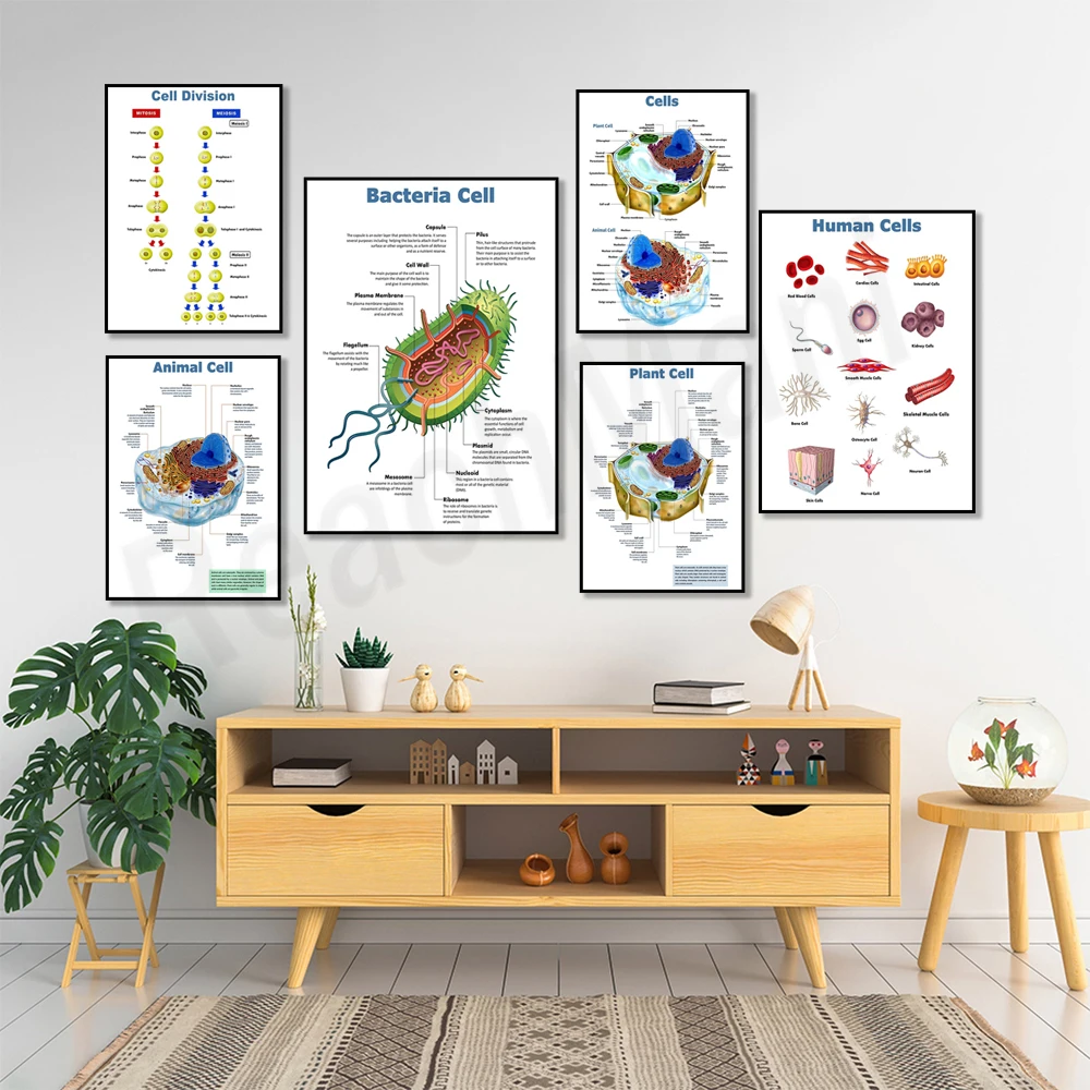 Plant cells, leaf structure, animal and plant cells, bacterial cells, cell biology, science biology classroom education poster