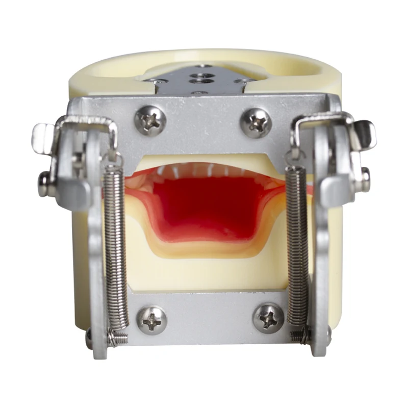 نموذج أسنان نفضية للأطفال، نموذج ممارسة التدريس عن طريق الفم، نموذج لأسنان الفم، فم كامل 24 وضع تحضير أسنان الطفل القابل للإزالة