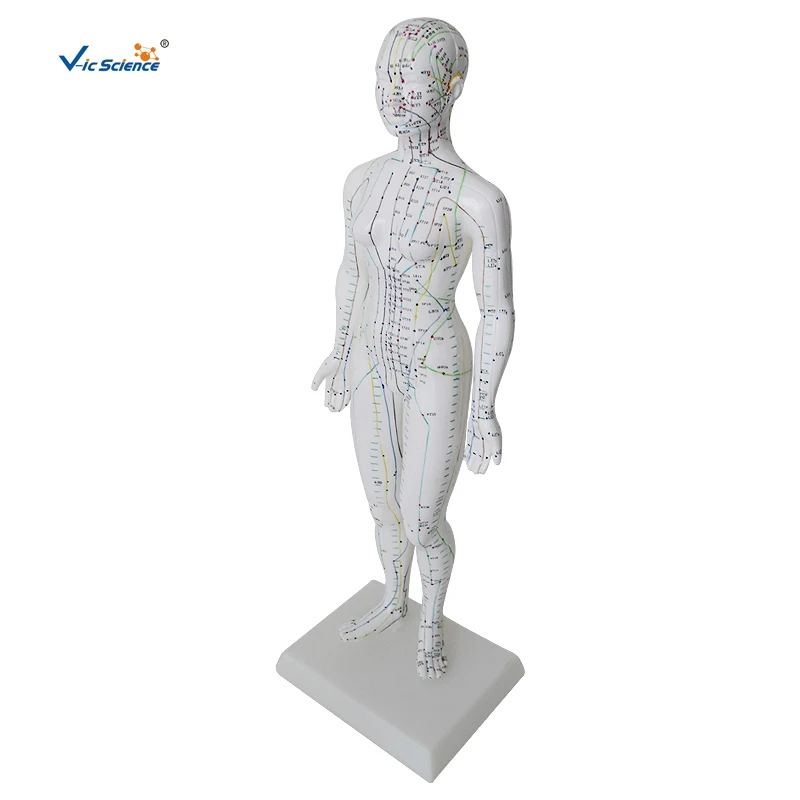 Acupuncture Model 48CM Female