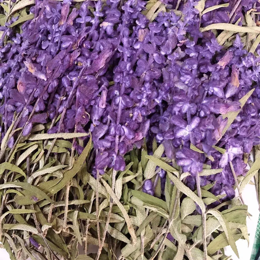 Herbicário para plantas secas prensadas, 60 peças, 10-15cm, salvia splendor ens var.atropurpura, plantas, capa de celular, cartão de visita, faça você mesmo
