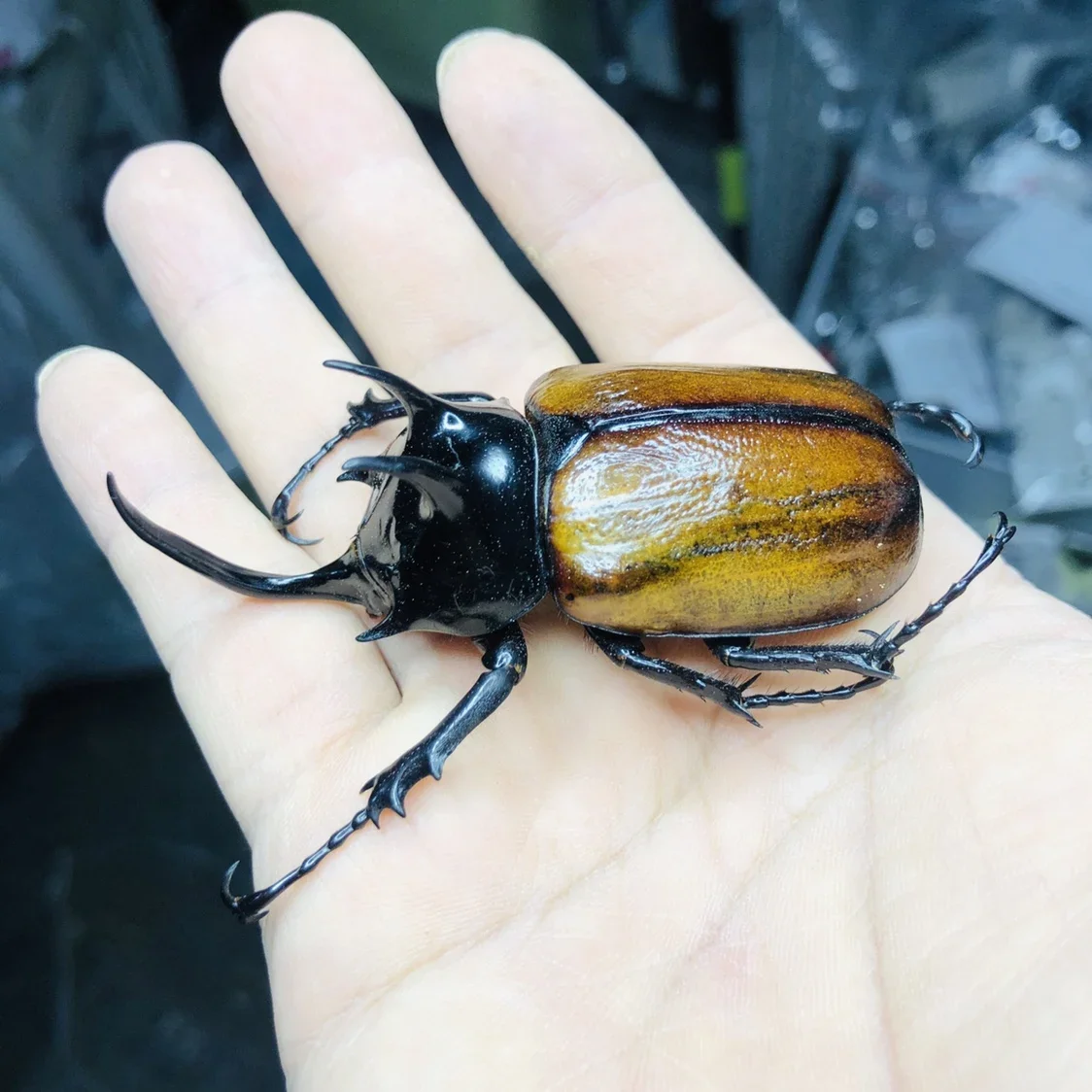 Oncomeris Flavicornis Beetle Home Accessories DIY Arts and Crafts Fairy Garden Home Decor Living Room Decoration