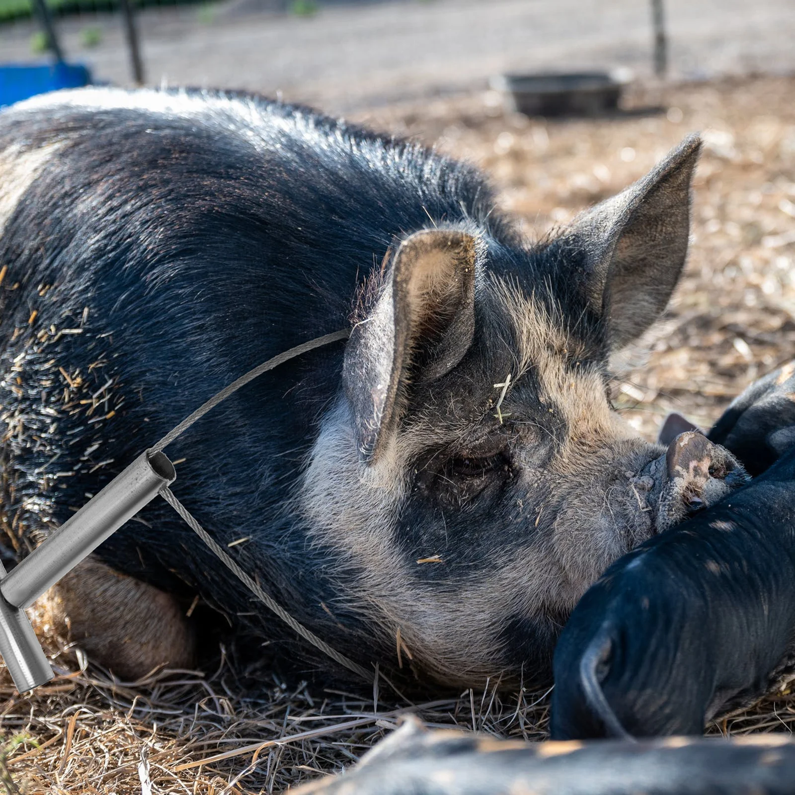 

2 pcs Pig Restraint Device Durable Steel Wire Farm Equipment Animal Catcher Tools for Sampling Treatment Diagnosis