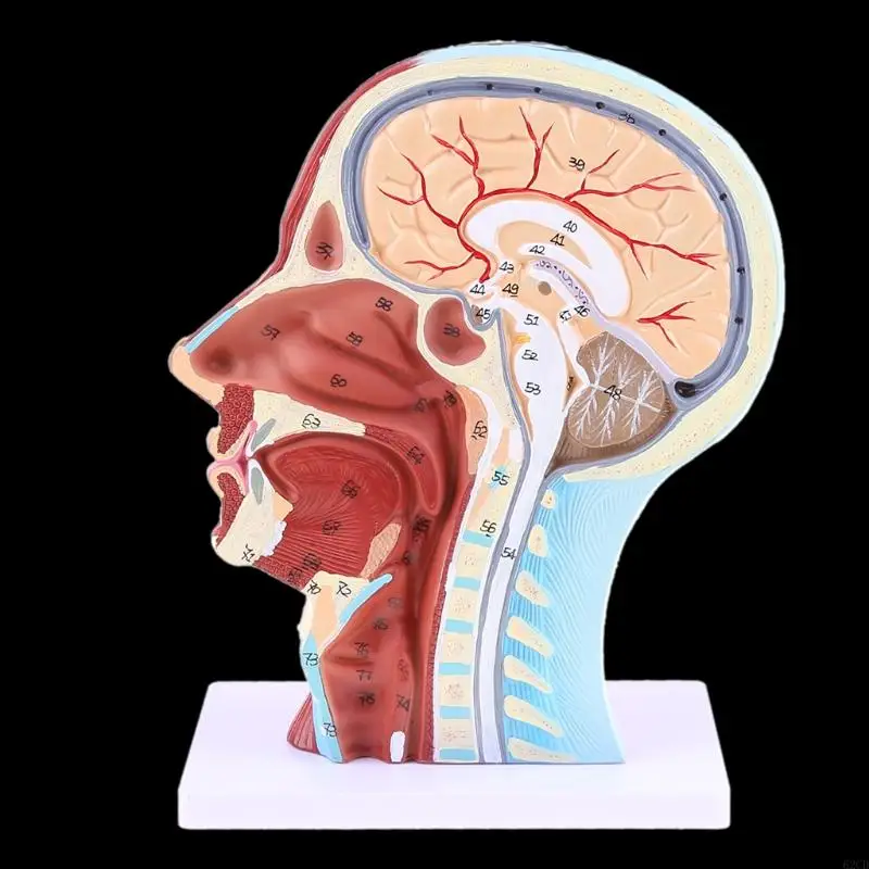 

Human Anatomical Half for Head Face Anatomy Medical Neck Section Drop Shipping