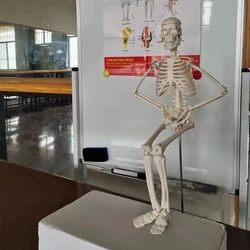 Modelo de esqueleto humano de anatomía anatómica, 1 piezas, ayuda médica para aprender, modelo esquelético de anatomía, venta al por mayor, 45CM, 20Cm, DIY opcional