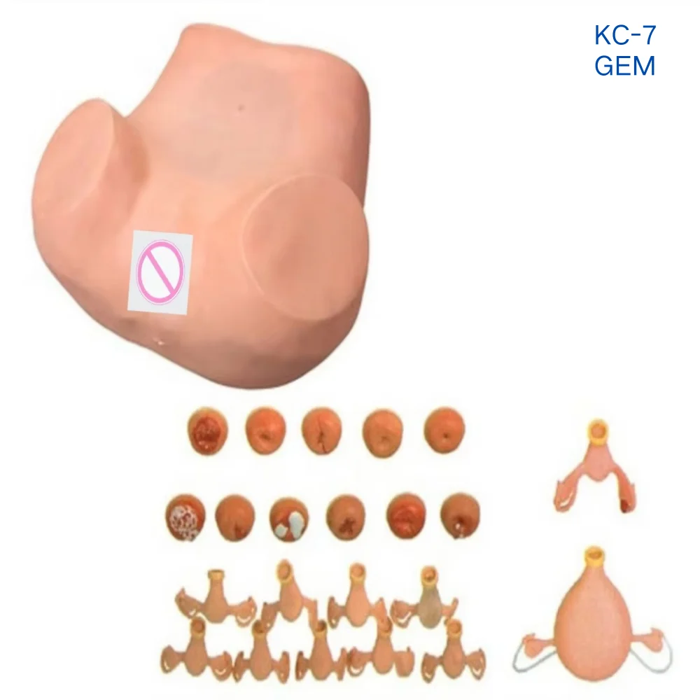 Advanced Comprehensive Gynecological Examination Training Model for Medical Education & Gynecology Clinical Skill Practice Simul