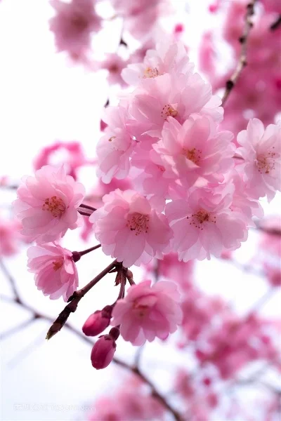 

Колеса и шины Beadlock 1.3 для радиоуправляемых краулеров 1/18 TRX4M FCX18, 1/24 SCX24 FCX24, колеса и шины для радиоуправляемых грузовиков